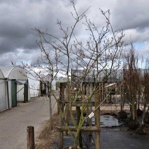 Amelanchier lamarckii 300-350 cm